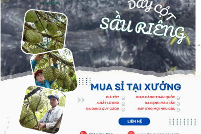 Dây nilon buộc, cột cành sầu riêng